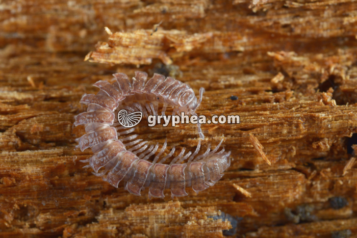 Polydesme (Polydesmus complanatus) - gryphea.com